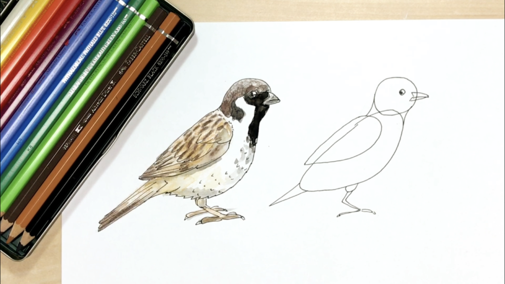 鳥の簡単な手書きイラストの描き方 スズメ カラス フクロウ インコ アートと日常