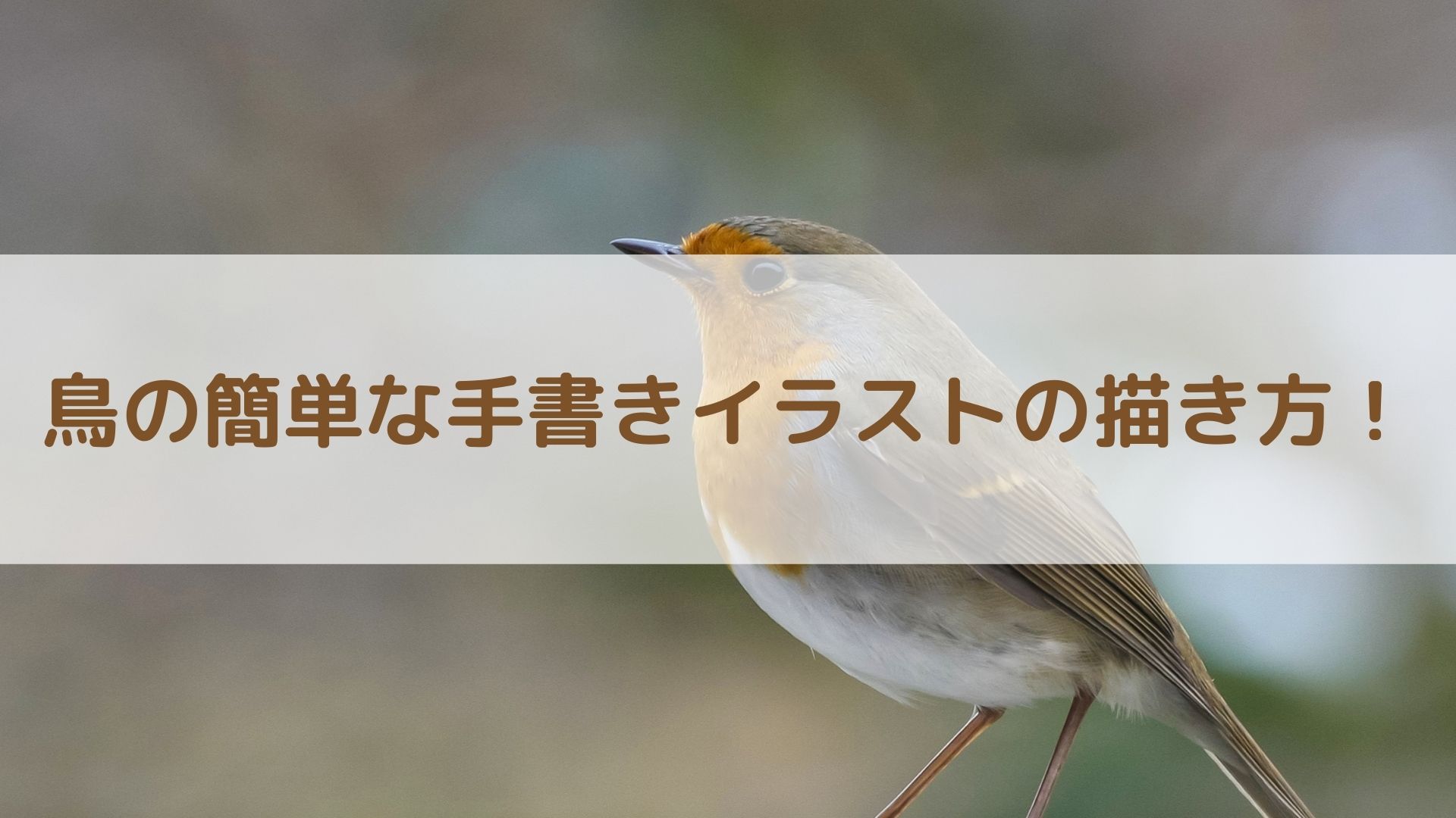 鳥の簡単な手書きイラストの描き方 スズメ カラス フクロウ インコ アートと日常