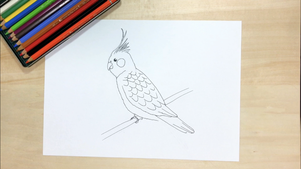 鳥の簡単な手書きイラストの描き方！【スズメ・カラス・フクロウ 