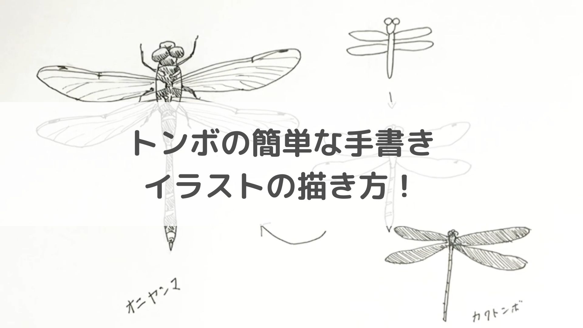 ワンピなど最旬ア！ トンボ カニ セット 鉛筆画 イラスト atak.com.br